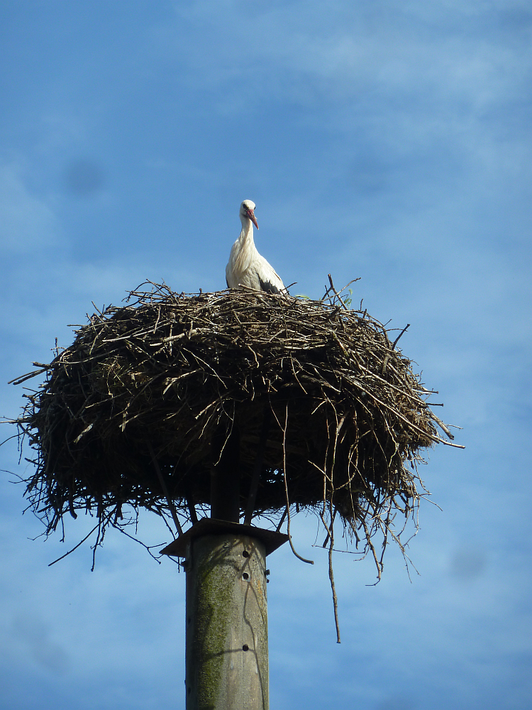 Storch